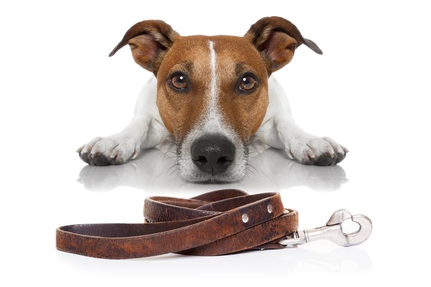 Fotolia 98459824 s