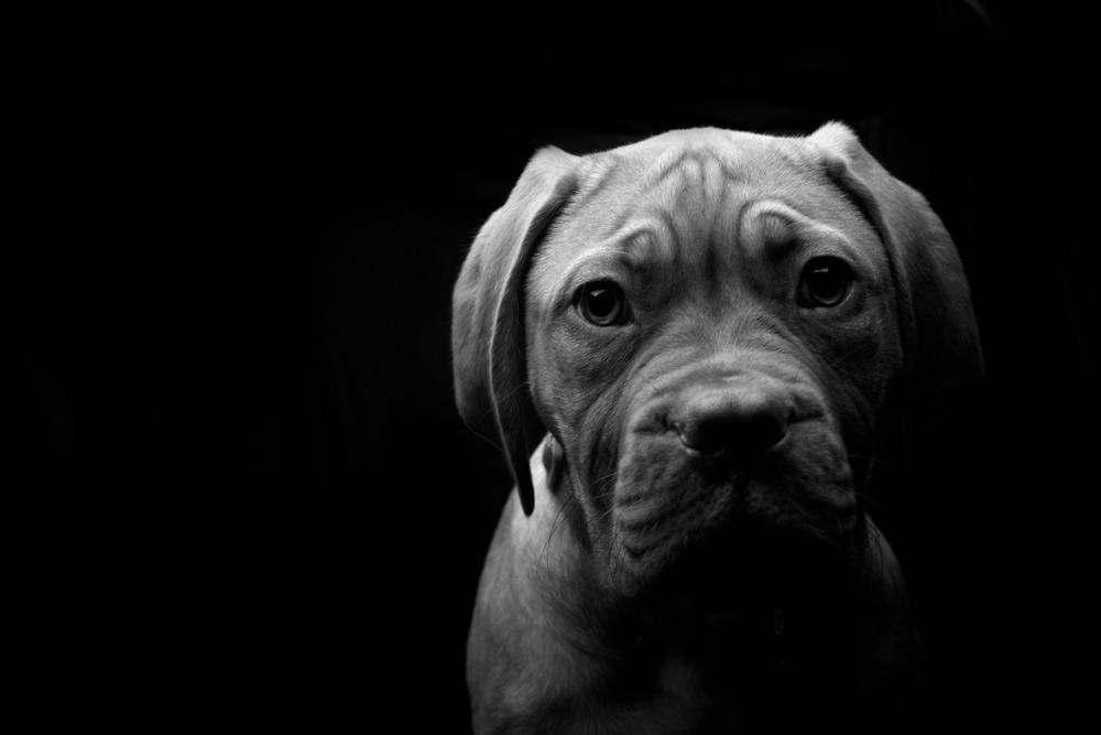 Shutterstock 1450027322