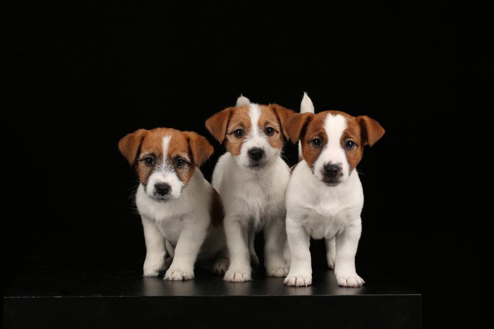 Shutterstock 771252025 1